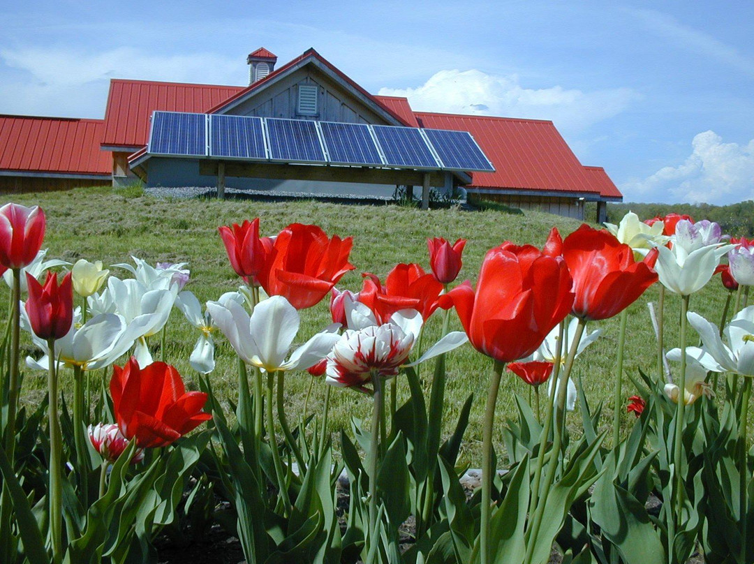 Redtail Vineyards-Consecon必去景点