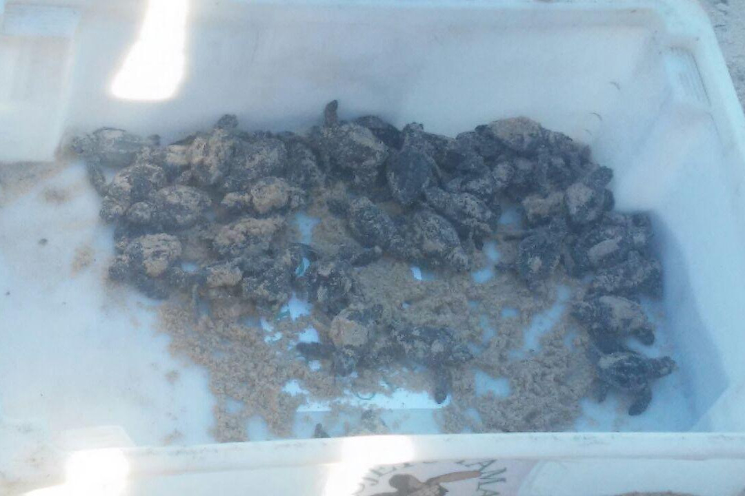 Projeto Tamar Guriri-Sao Mateus必去景点