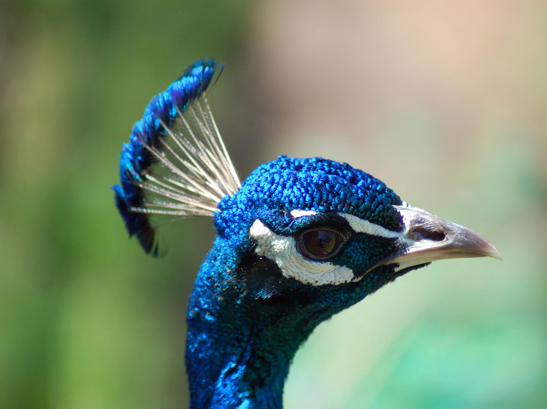 Esperance Bird and Animal Park景点图片