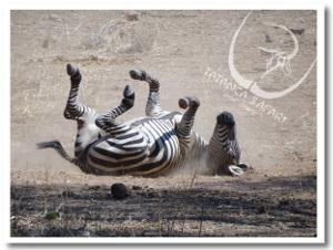 Tatanca Safari & Tours-Iringa必去景点