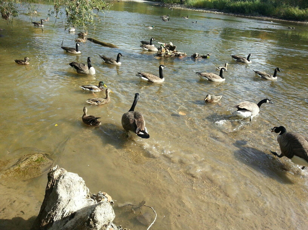 Gibbons Park景点图片