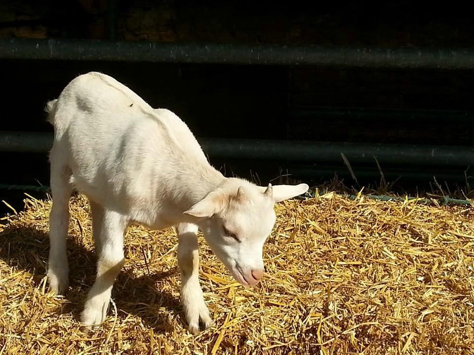 Les Fermes De Gally景点图片