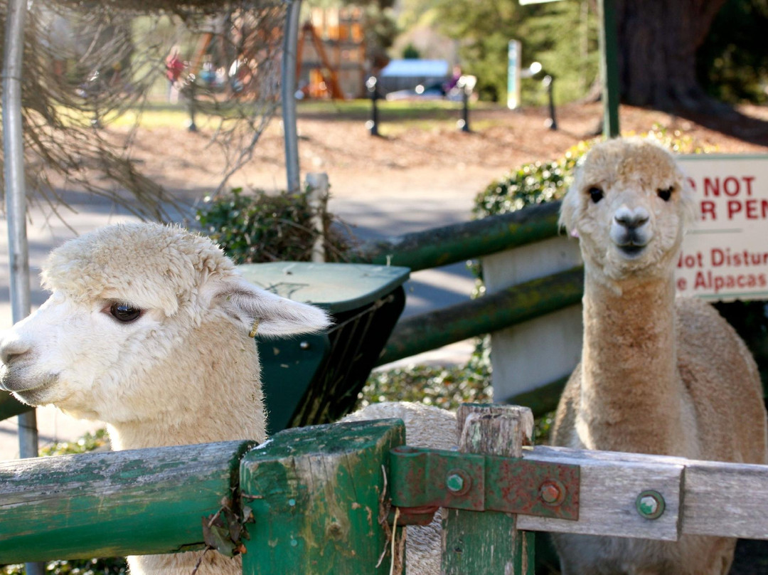 Australian Alpaca Centre-Berrima必去景点