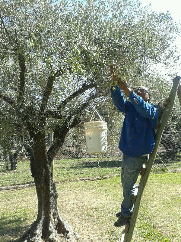 Santa Augusta Olivicola-Coquimbito必去景点