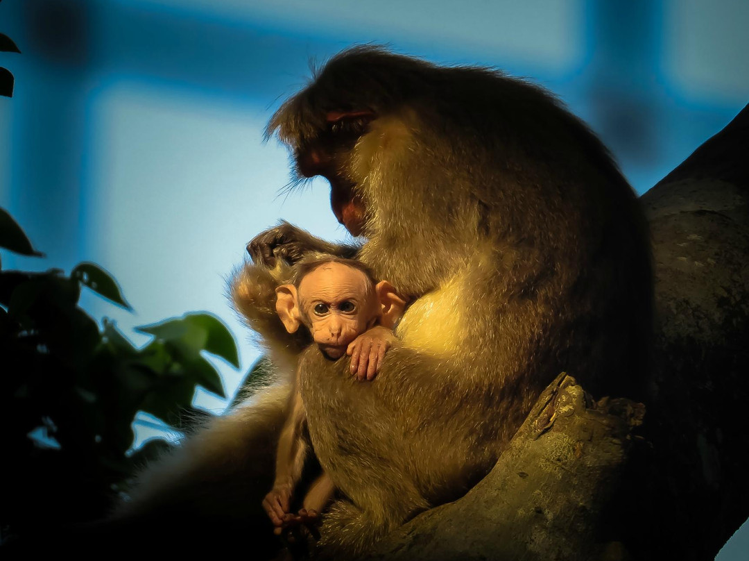 Shenduruny Wildlife Sanctuary-科兰必去景点