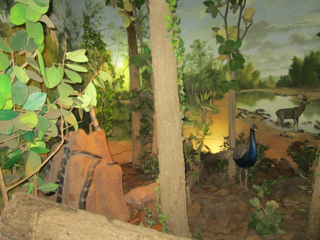 Regional Museum of Natural History景点图片