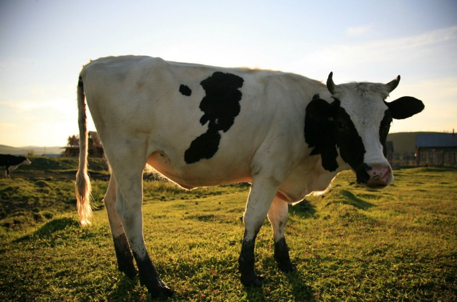 呼伦贝尔大草原-呼伦贝尔市必去景点