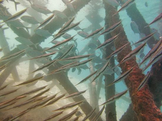 热带研究与保护中心-仙本那必去景点