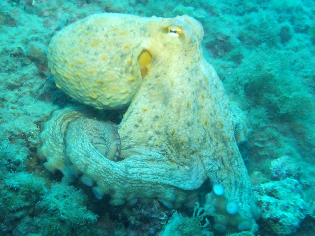 Greenwichdiving - Centro de Buceo-阿尔特阿必去景点