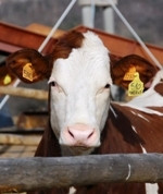 Azienda Agricola Brigne-Bardineto必去景点