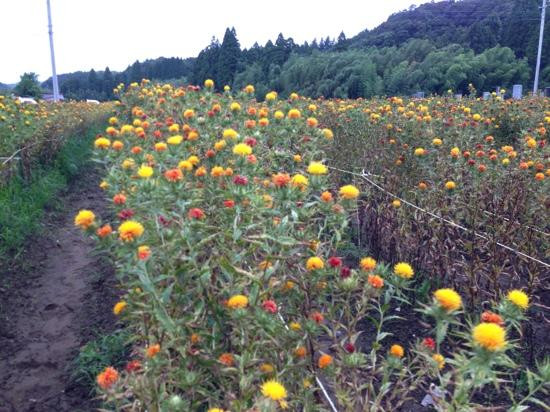 Pond Ojaga-东金市必去景点