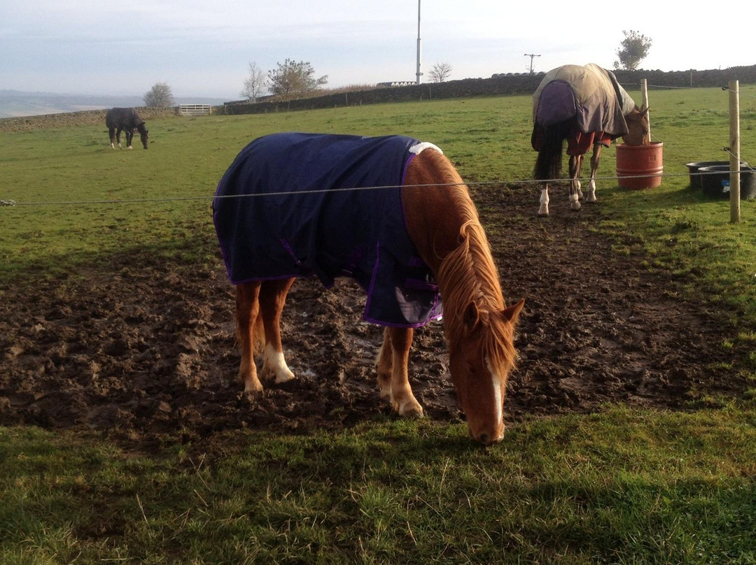 Moorwood Equine-谢菲尔德必去景点