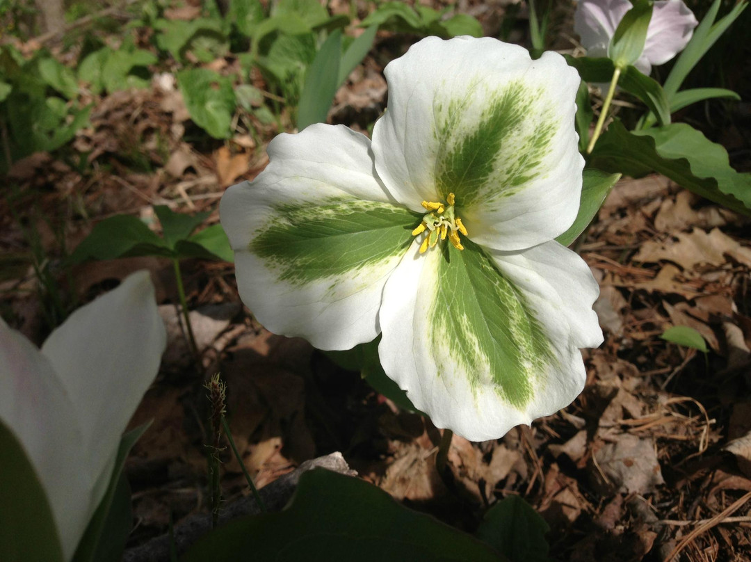 Mount Brydges旅游攻略图片
