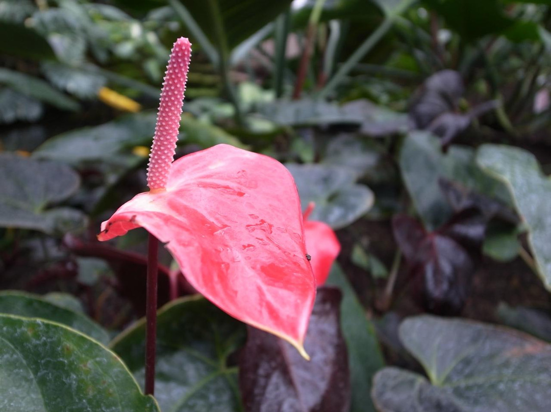 加菲尔植物园-芝加哥必去景点