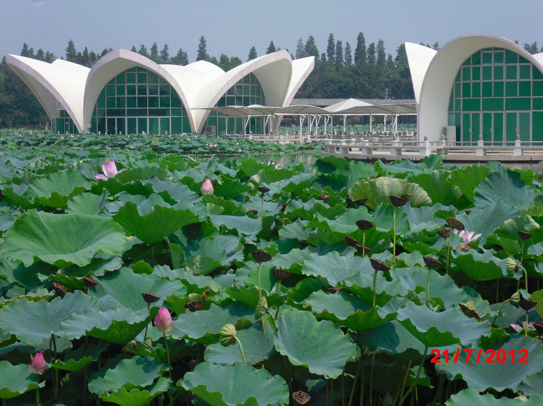 荷花奇境（三水荷花世界）-佛山市必去景点