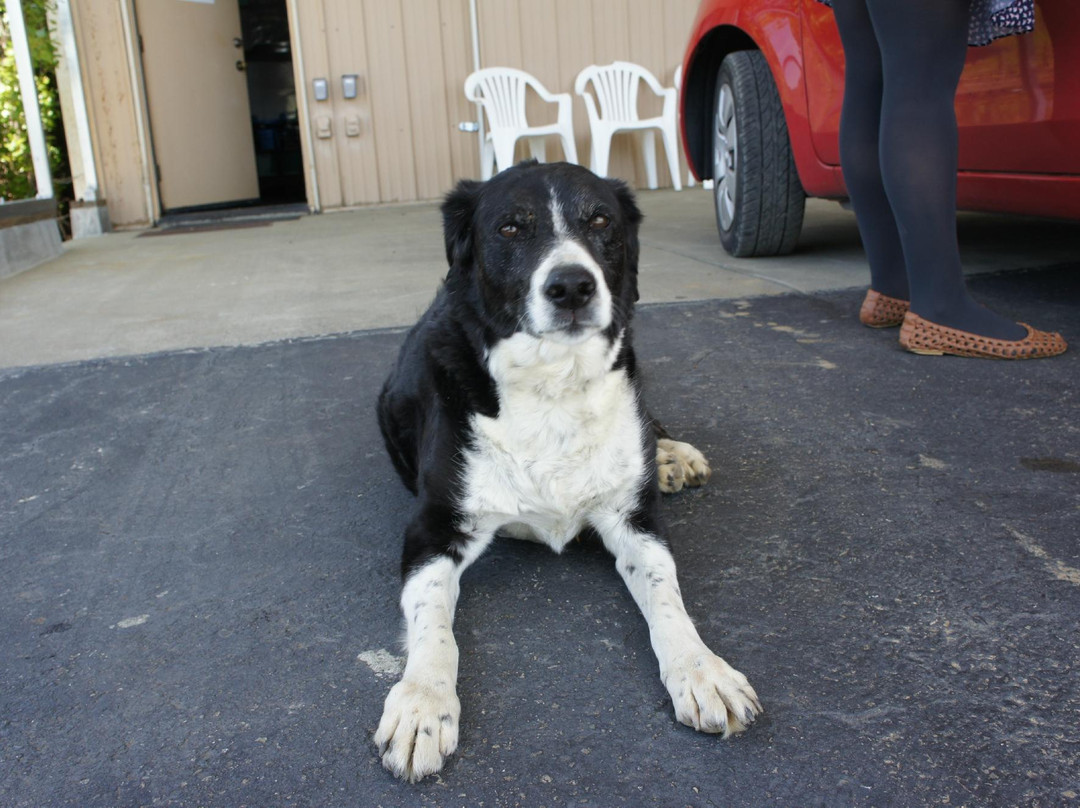 BobDog Winery-Cloverdale必去景点