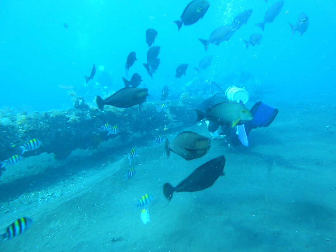 USS 自由号沉船-图兰本必去景点