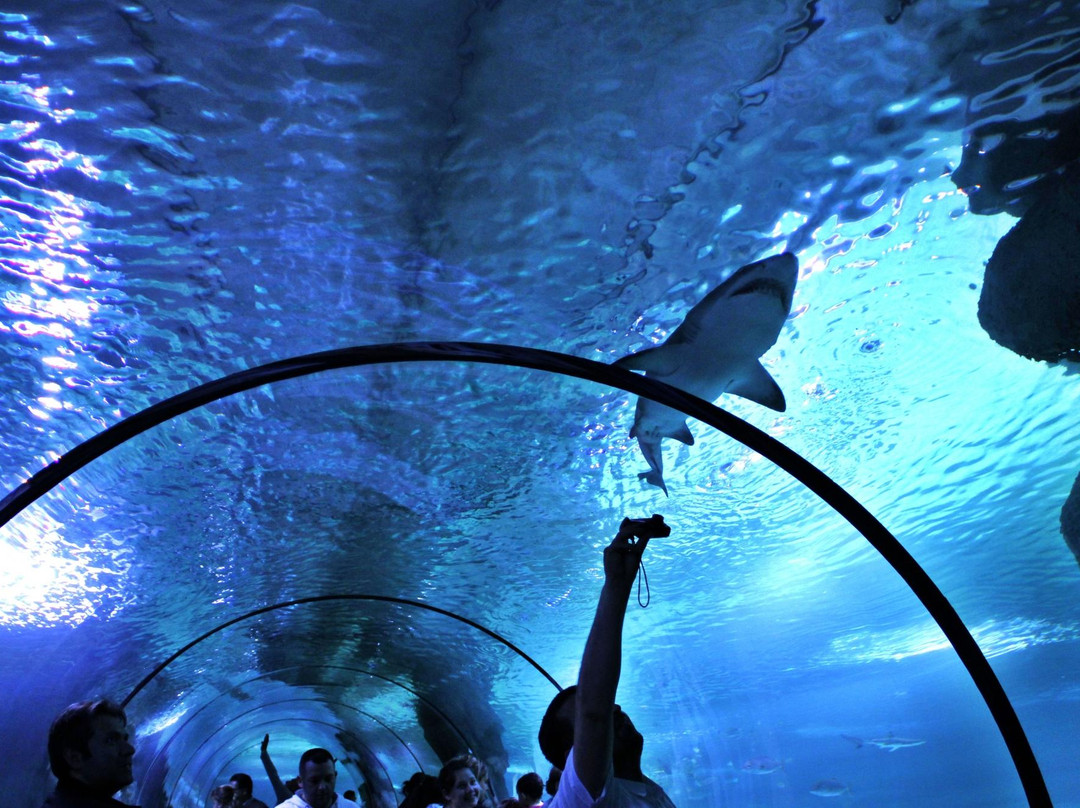 Aqua Vega Aquarium