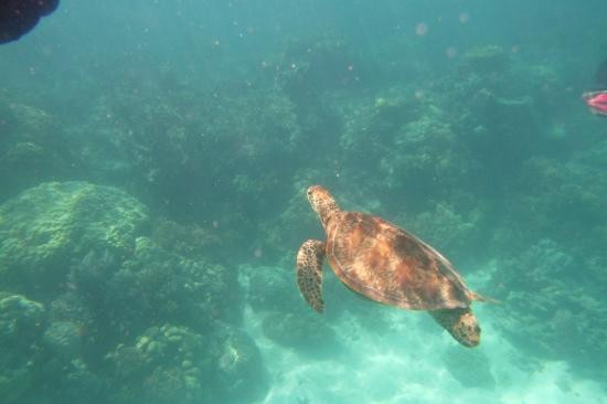 海星邮轮一日游-凯恩斯必去景点