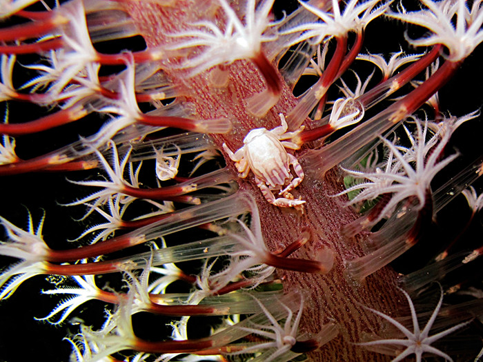 Bali Blue Diving PADI Resort-沙努尔必去景点