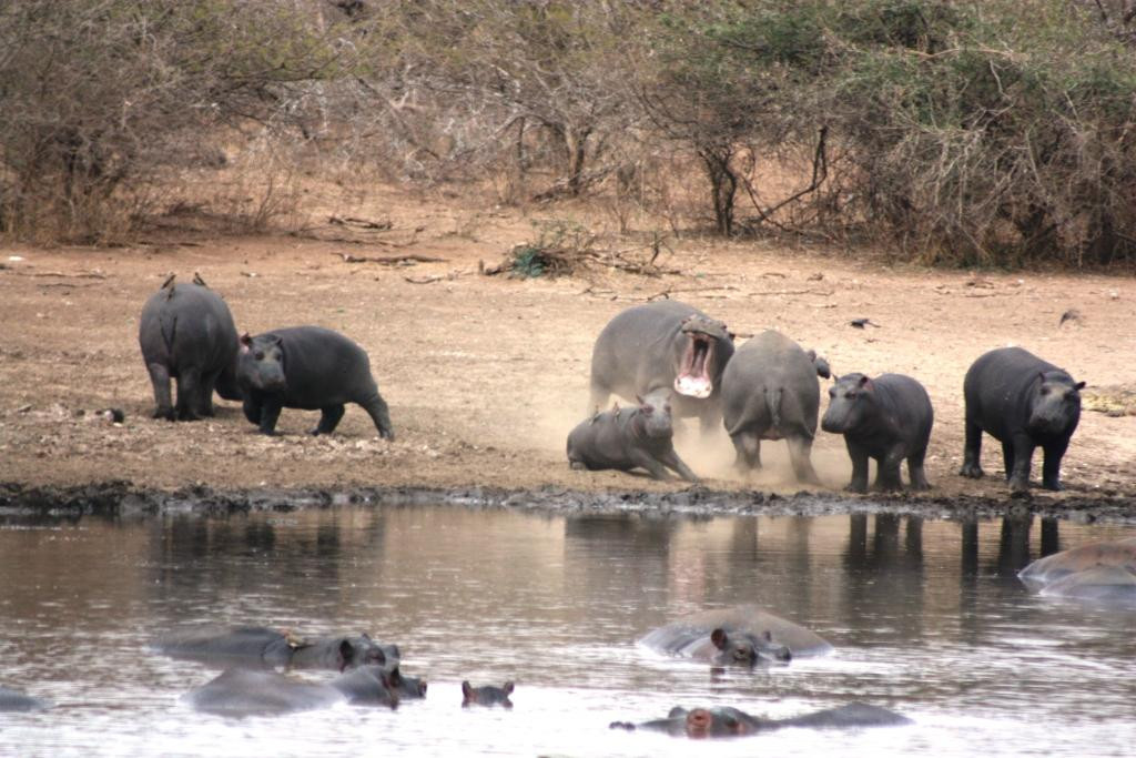 Kruger National Park-尼斯普鲁特必去景点