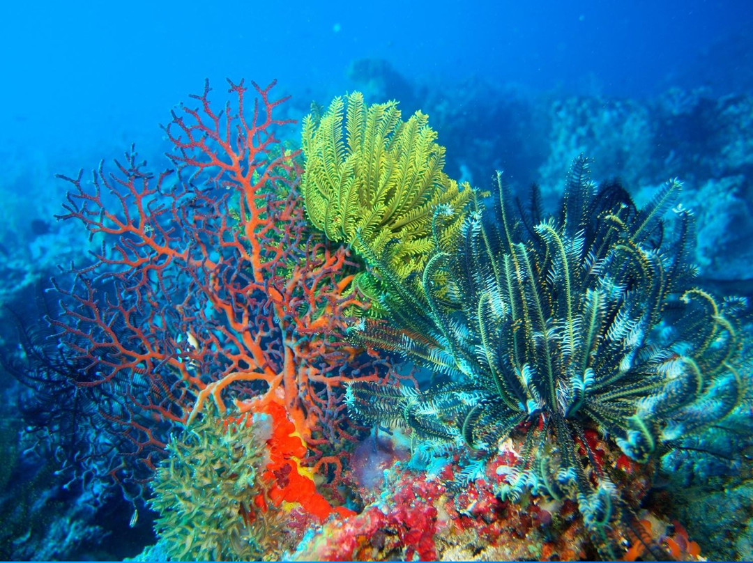 Kabaira Dive & Tours Rabaul-Rabaul必去景点
