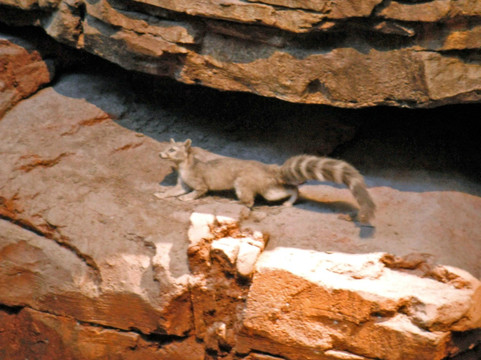 低音乐器专卖店-拉斯维加斯必去景点