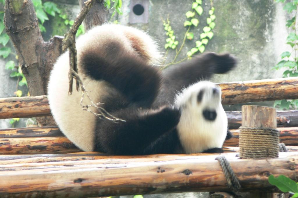 卧龙自然保护区景点图片