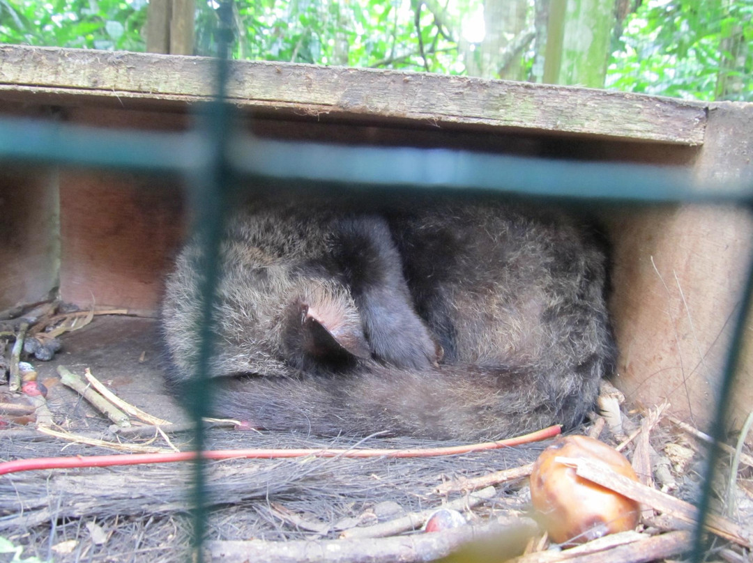 Luwak Civet Coffee Farm-金塔马尼必去景点