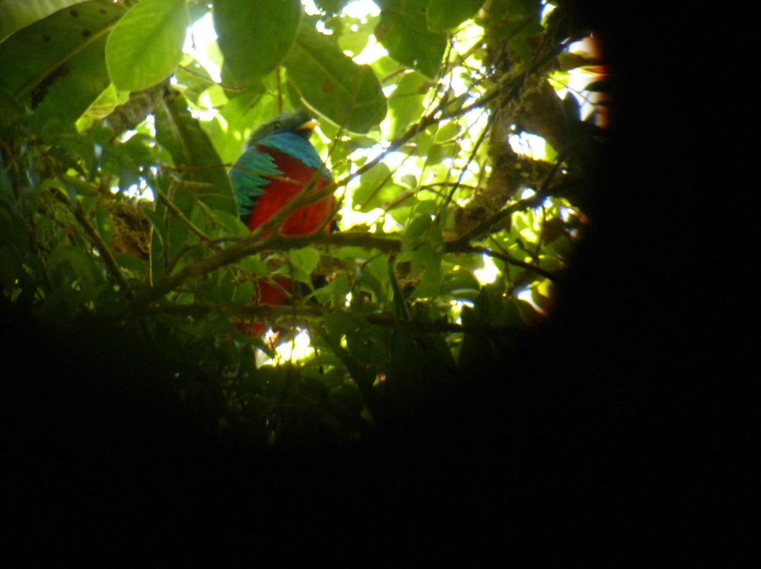 Forest Alive-蒙特沃德必去景点