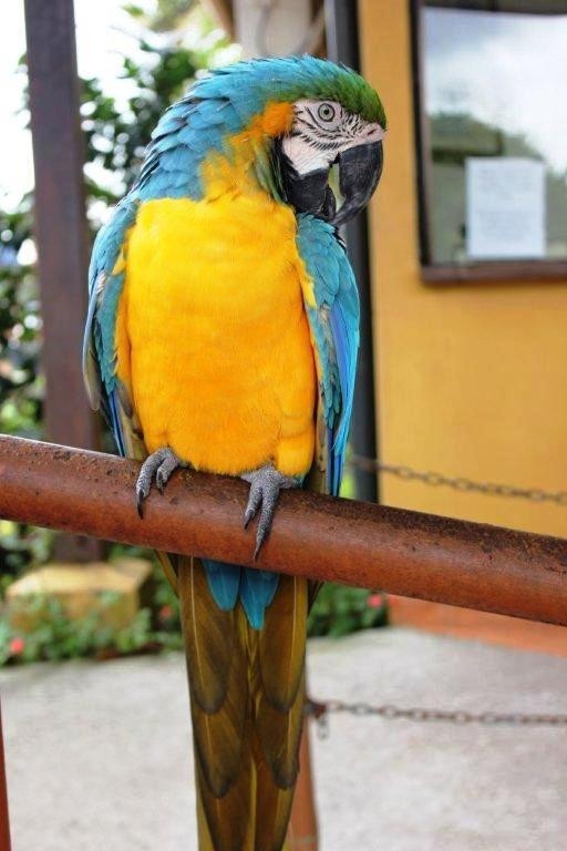 Jacamar Naturalist Tours-福德圣卡洛斯必去景点