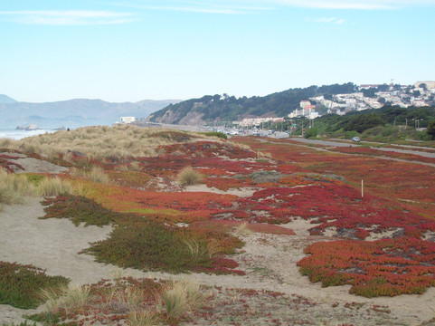 海滩-旧金山必去景点