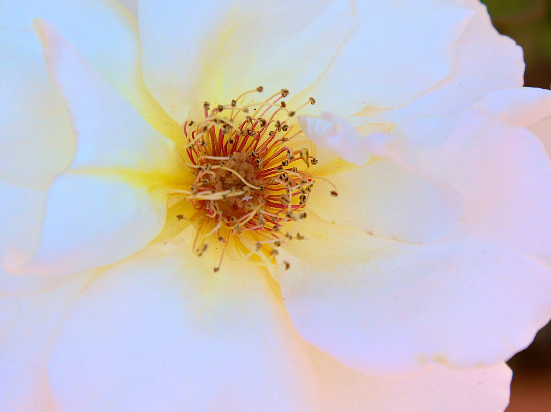 Sherman Library & Gardens-科罗纳戴尔马尔必去景点