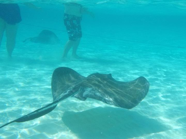 Stingray City景点图片