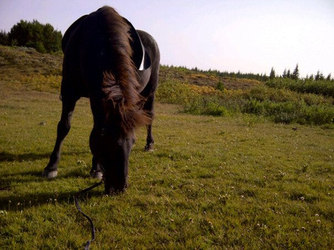 Viking Horses-雷克雅未克必去景点