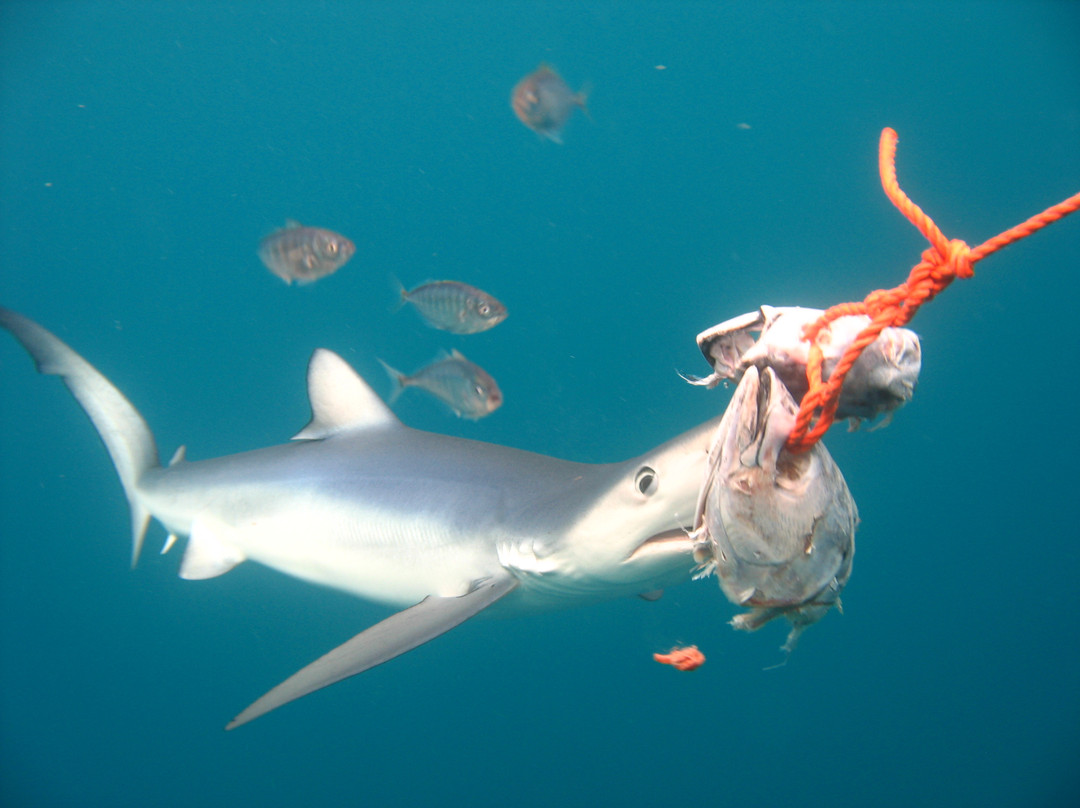 Dive Tatapouri-Gisborne Region必去景点