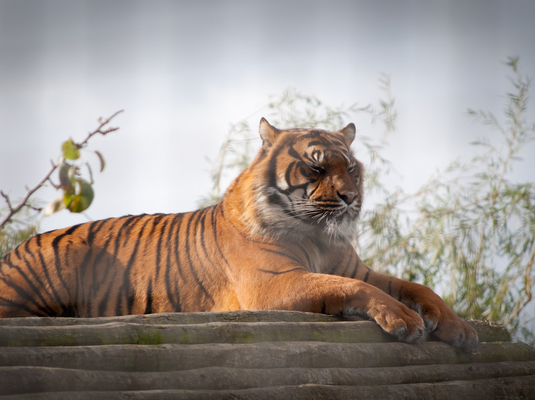 Howletts Wild Animal Park景点图片