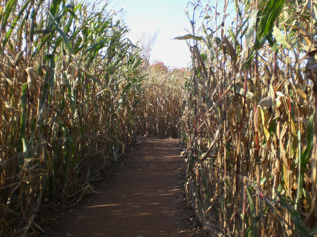 Lyman Orchards-Middlefield必去景点