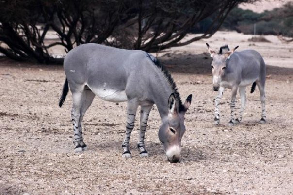 Hai Bar - Wildlife Reserve-埃拉特必去景点