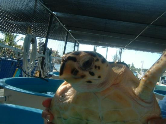 The Turtle Hospital-马拉松必去景点