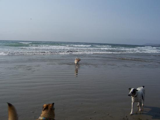 Morro Strand State Beach景点图片