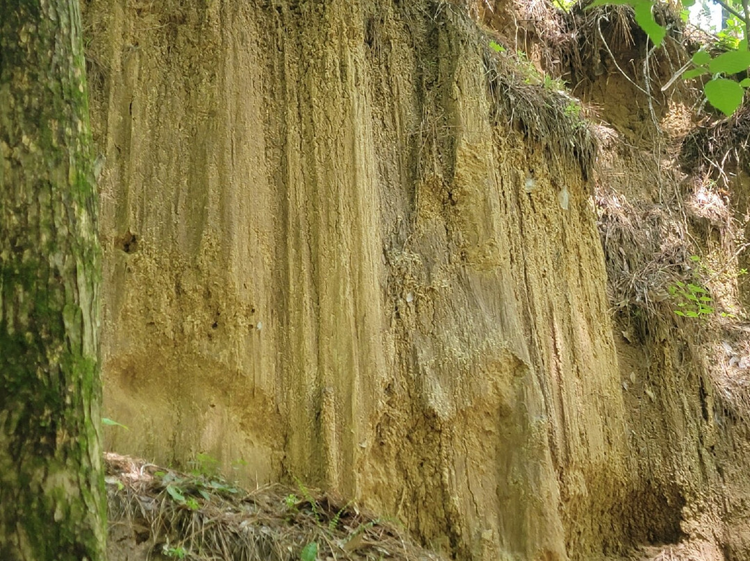 Mississippi Petrified Forest景点图片