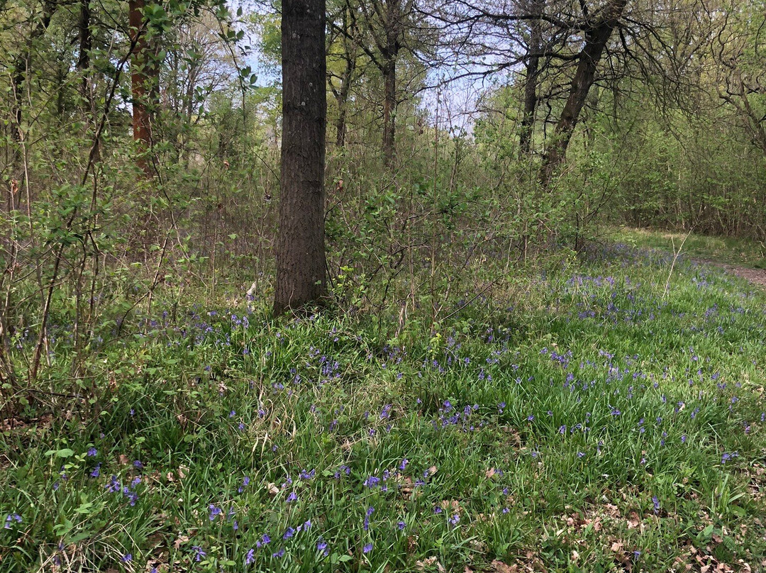 Tiddesley Wood Nature Reserve景点图片