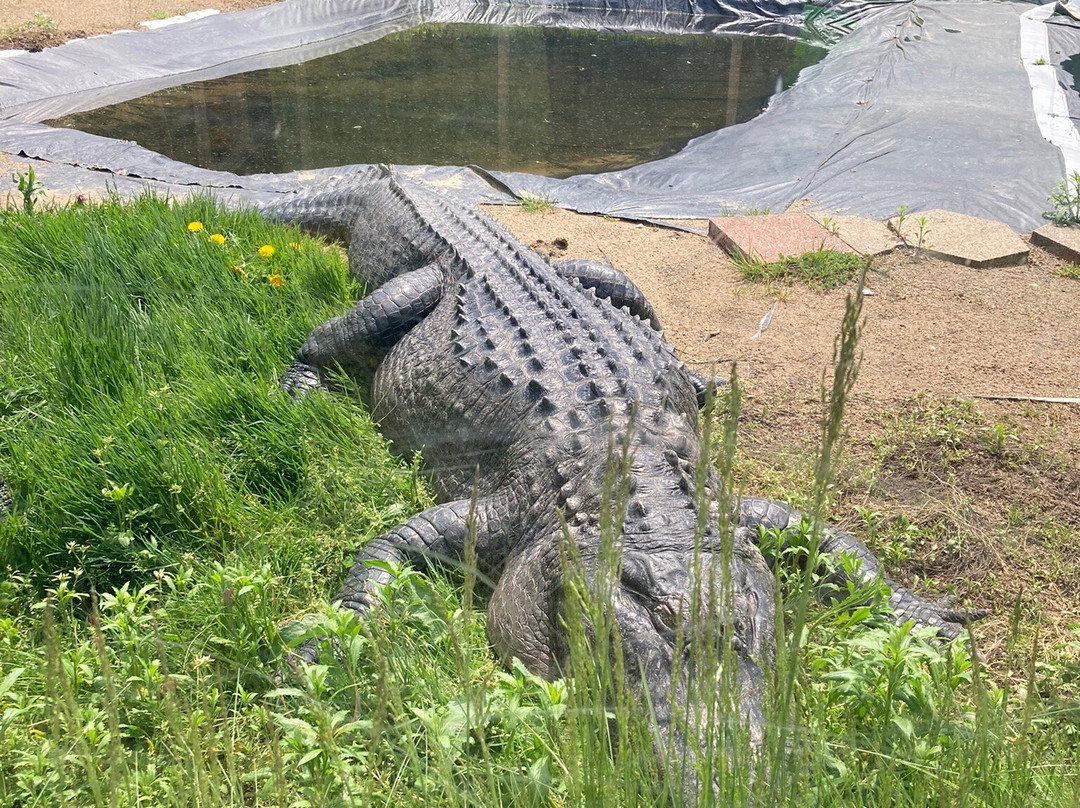 Critchlow Alligator Sanctuary景点图片