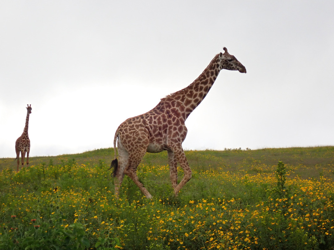 Maasai Legend Safaris-阿鲁沙必去景点