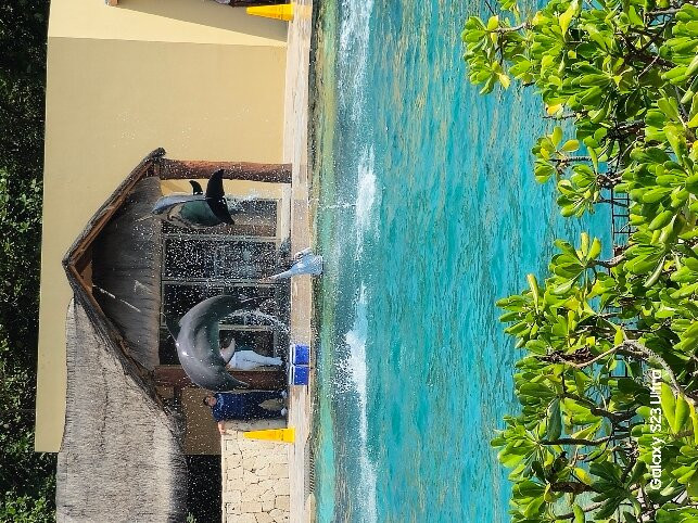 Dolphinaris México景点图片