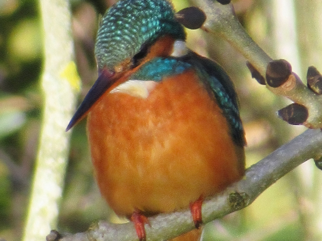 Bicclescombe Park景点图片