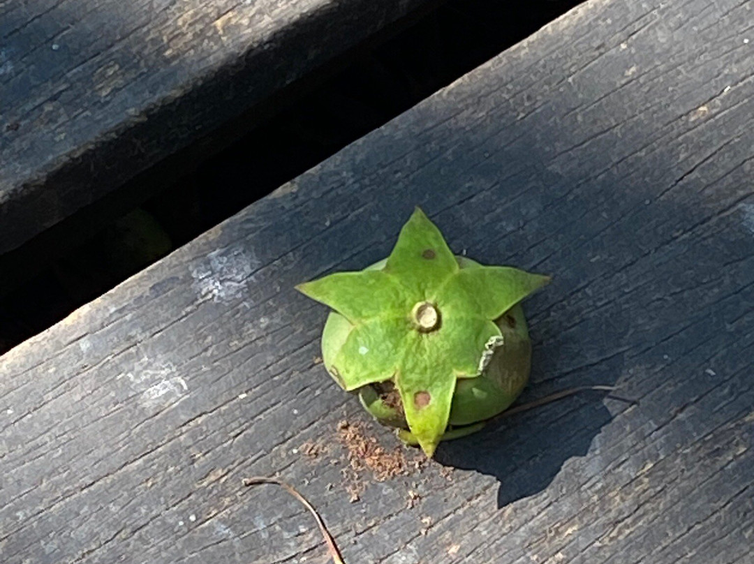 Ekowisata Mangrove Wonorejo-泗水必去景点