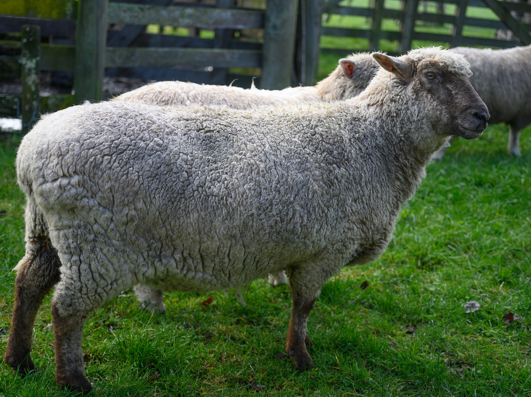 Penhaven Farm Stay主图