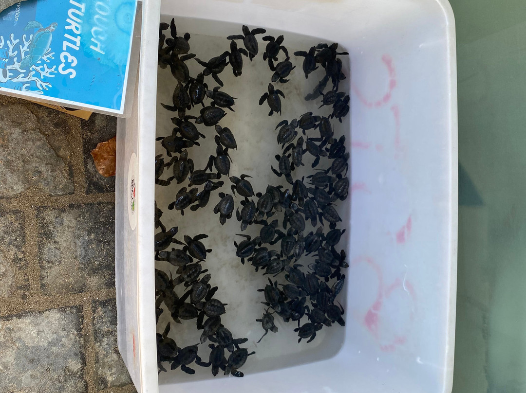 巴厘岛海龟协会-库塔必去景点